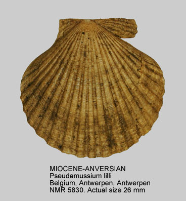 MIOCENE-ANVERSIAN Pseudamussium lilli.jpg - MIOCENE-ANVERSIANPseudamussium lilli(Pusch,1837)